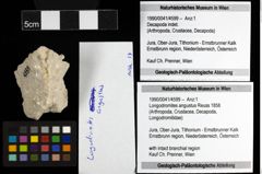Foto (Objekt + Etiketten) von Longodromites angustus (Reuss 1858) 